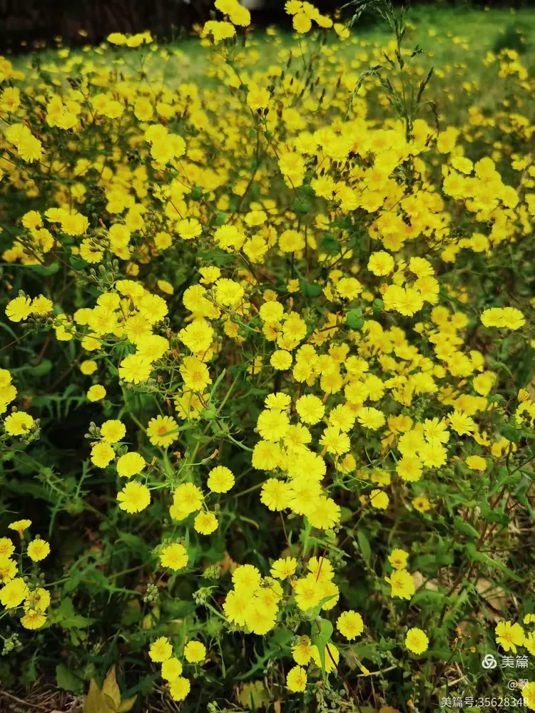 苦菜花开满地黄